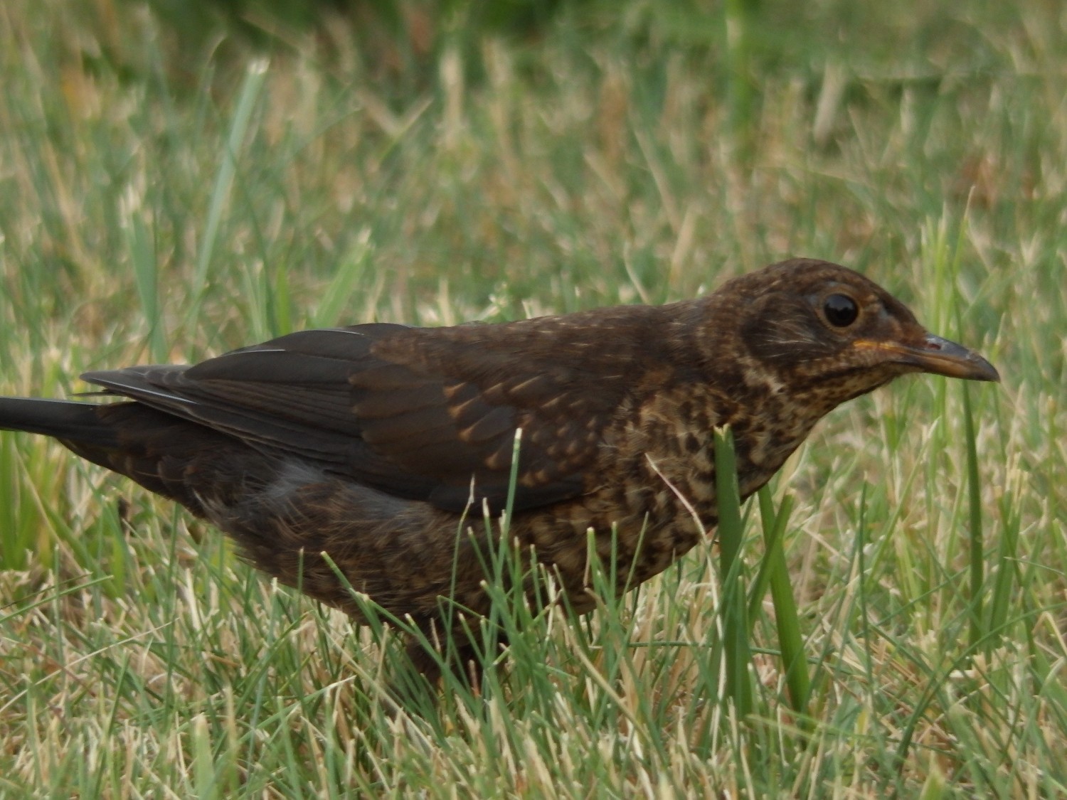 livebirdspoland_811500d8959c97081164f20db64507c6.jpg