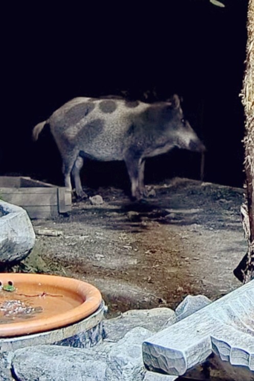 livebirdspoland_559e216d678eb268cc77037d99acfbe0.jpg