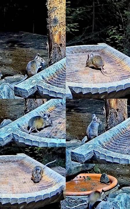 livebirdspoland_9695fd46526274d3d7a5bf00ff89d2f7.jpg