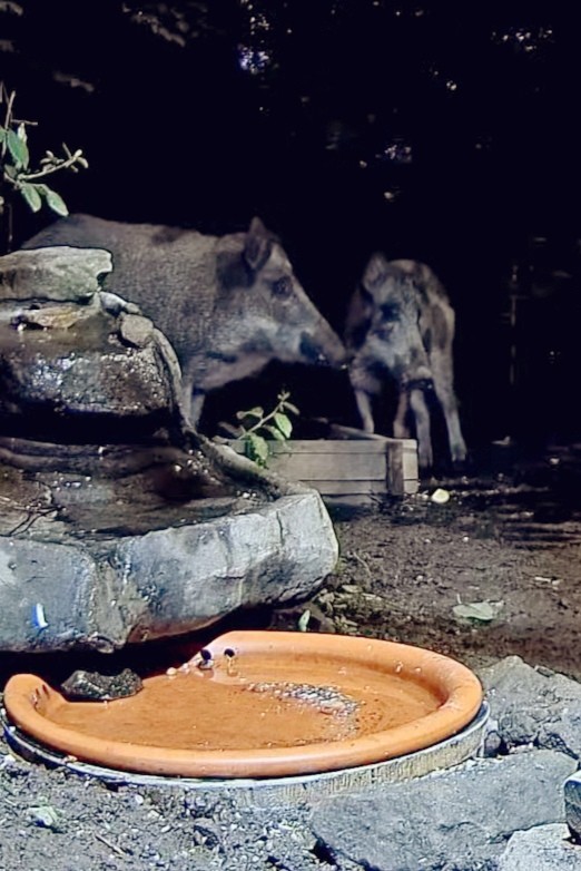 livebirdspoland_d0a94380662fac0ded644101e251b996.jpg
