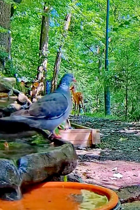 livebirdspoland_034ac0e823b836c1b706a71105deb169.jpg