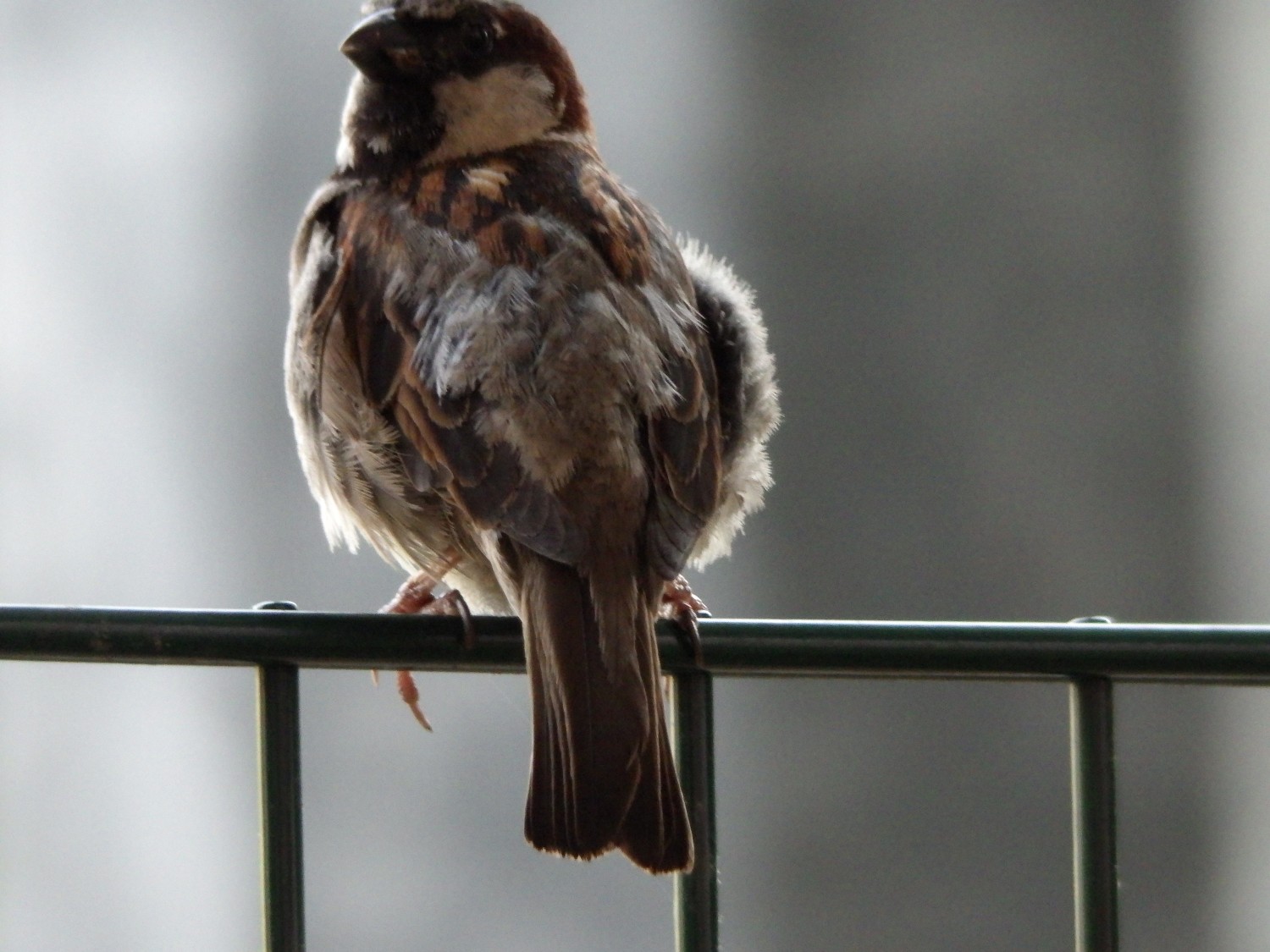 livebirdspoland_088513a6140e00b4c068134d1c825fc5.jpg