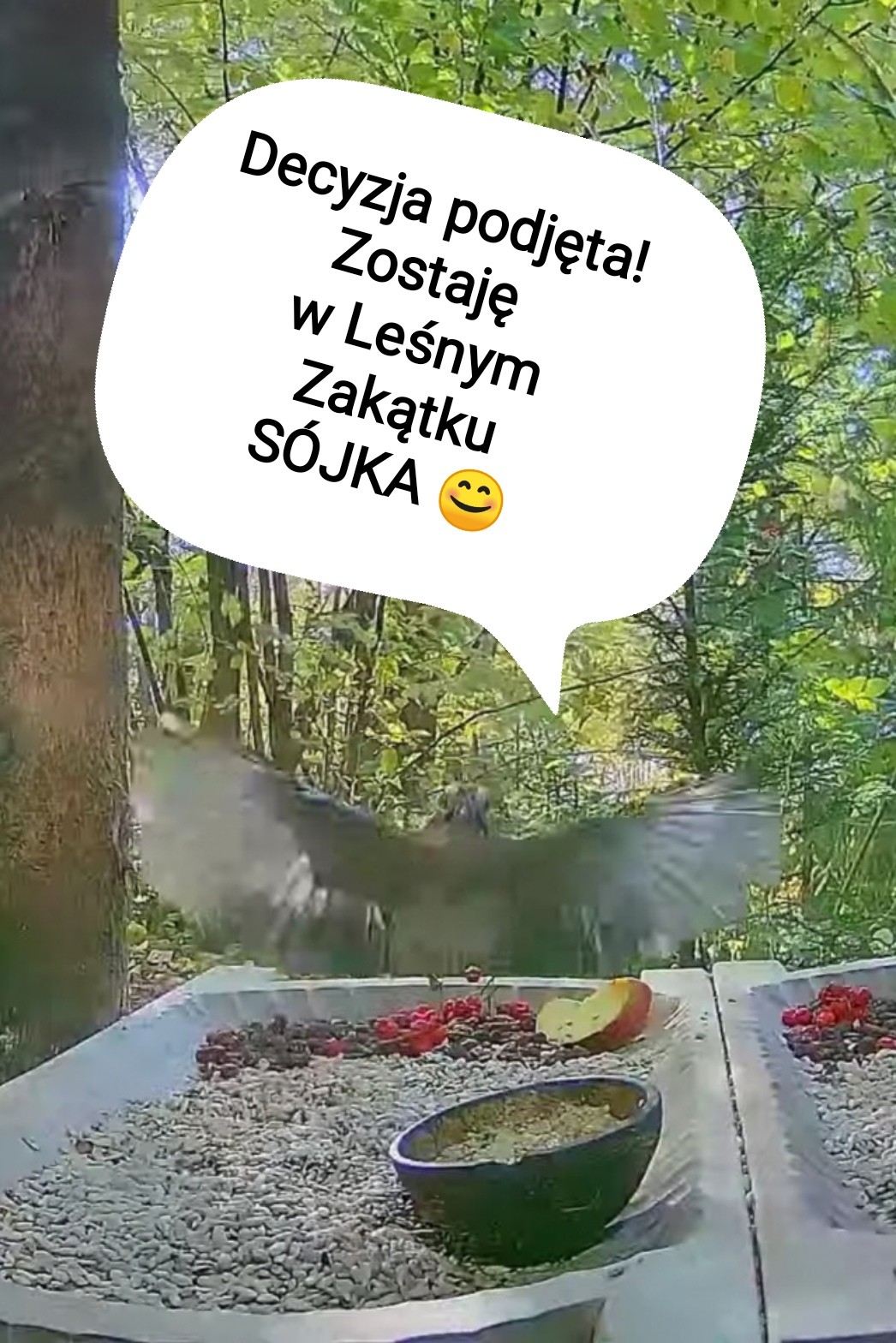 livebirdspoland_933a6c52b44c587ac2d0cca785907073.jpg