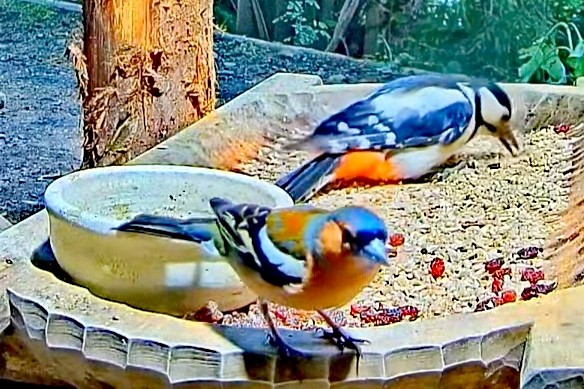 livebirdspoland_b1ae5a76d5cb8f9b404a4c298ca744d8.jpg