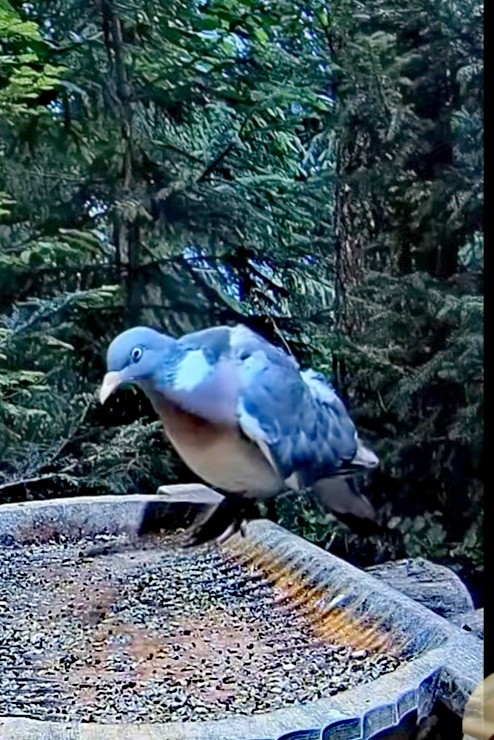 livebirdspoland_9dcdf4430c5e7f58fe176e5b293c2c30.jpg