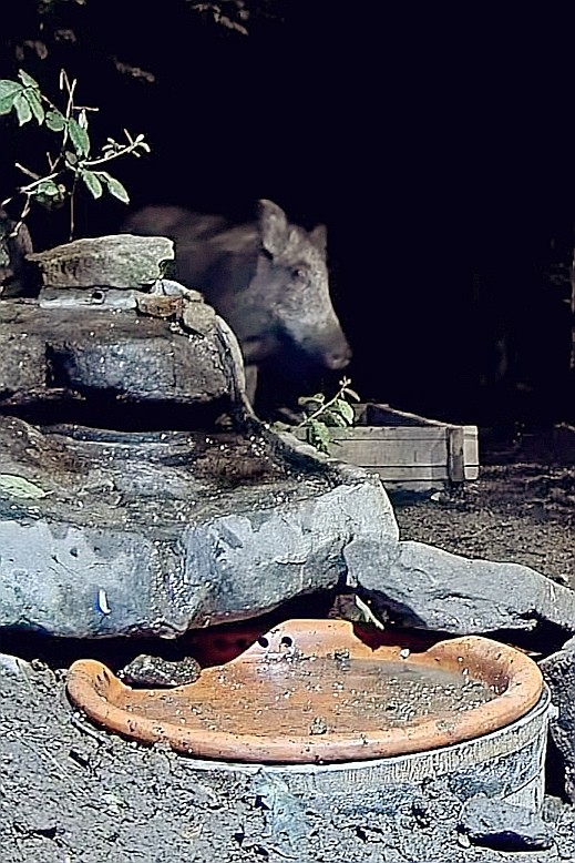 livebirdspoland_5059eb9a8fa68ca5f88893b9805e513c.jpg