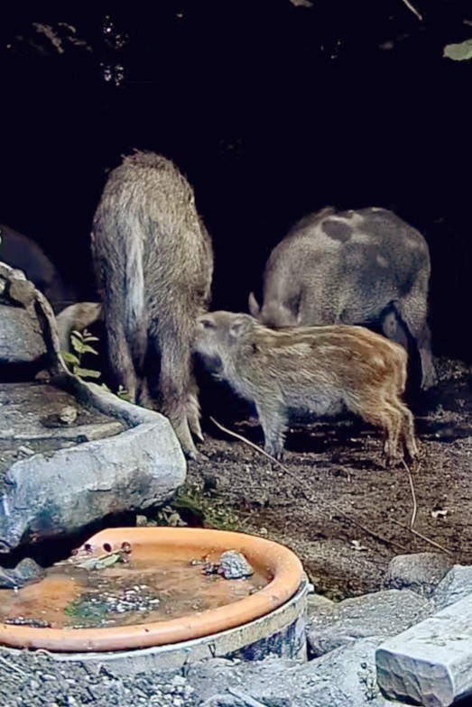 livebirdspoland_5d73740a7f5e2e31809cb650585cb43b.jpg