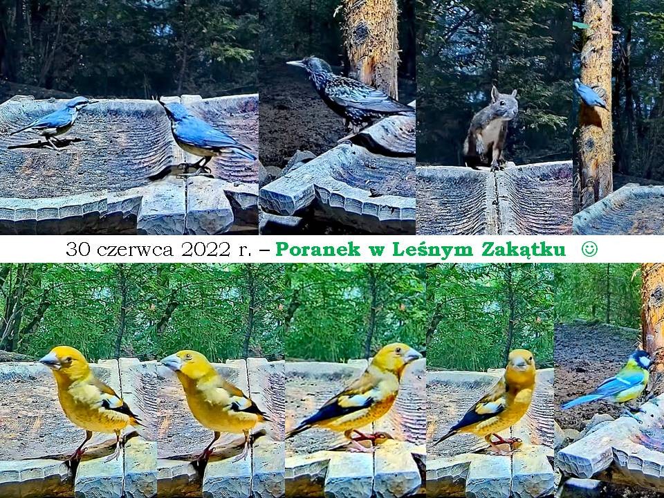 livebirdspoland_a5011f1e43567c18a802ef551a842ab7.jpg