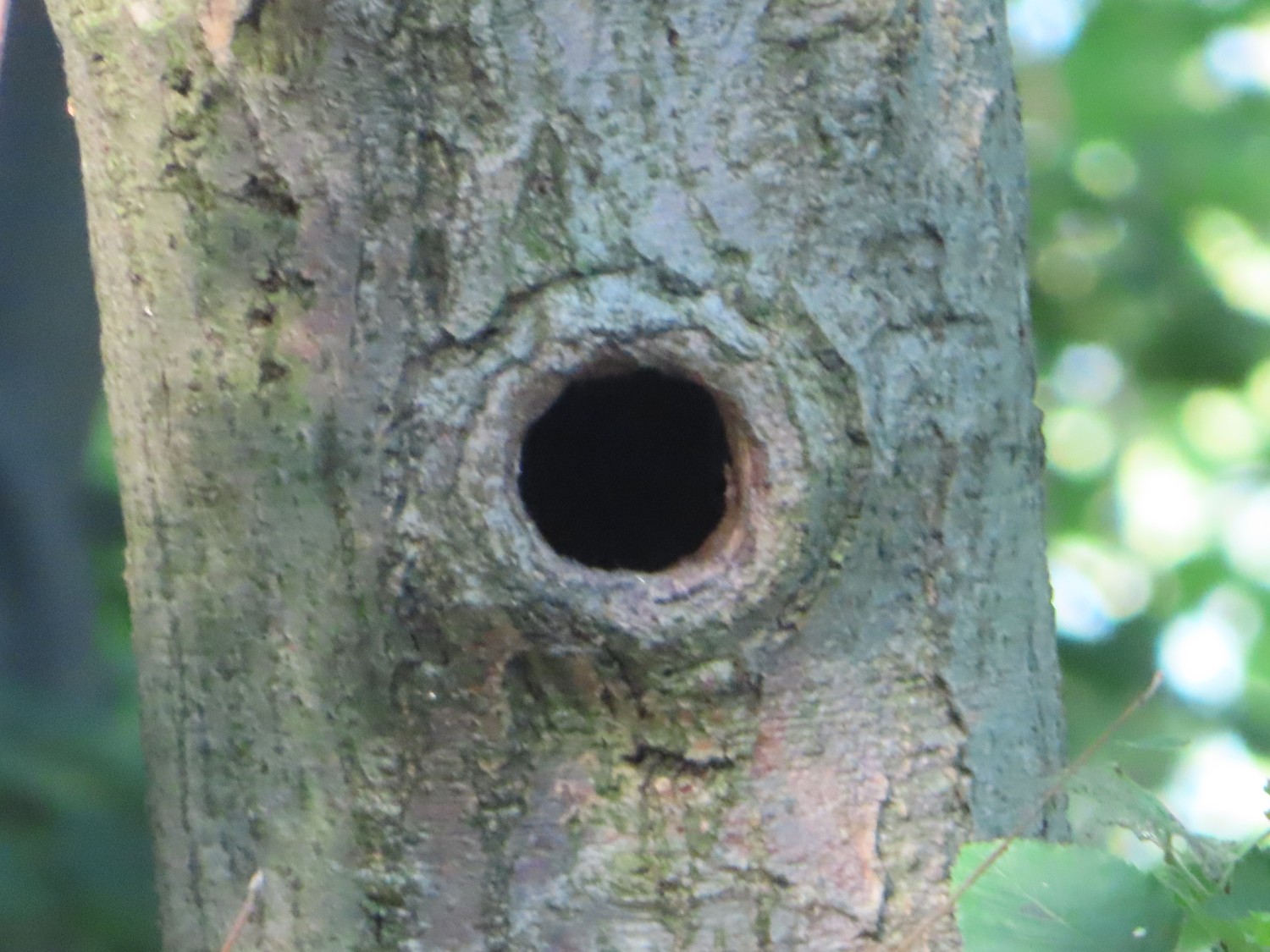 livebirdspoland_7455dd7683bbae4c6aca9fbb61d8495b.jpg