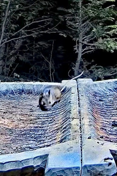 livebirdspoland_671faaf079fc33e35e5183b9186438ee.jpg