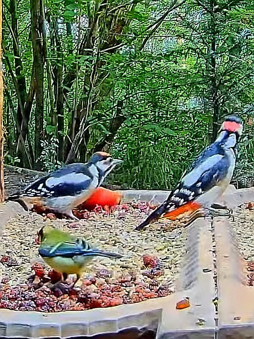 livebirdspoland_d455abdbcfc7ad94dafd401cdbbf8f9d.jpg