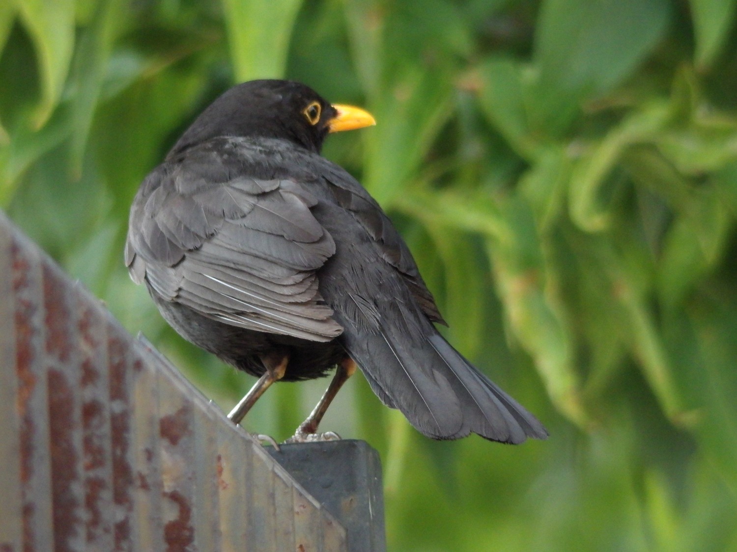 livebirdspoland_84e0d26cc1e479f4457b59d25aa81c68.jpg
