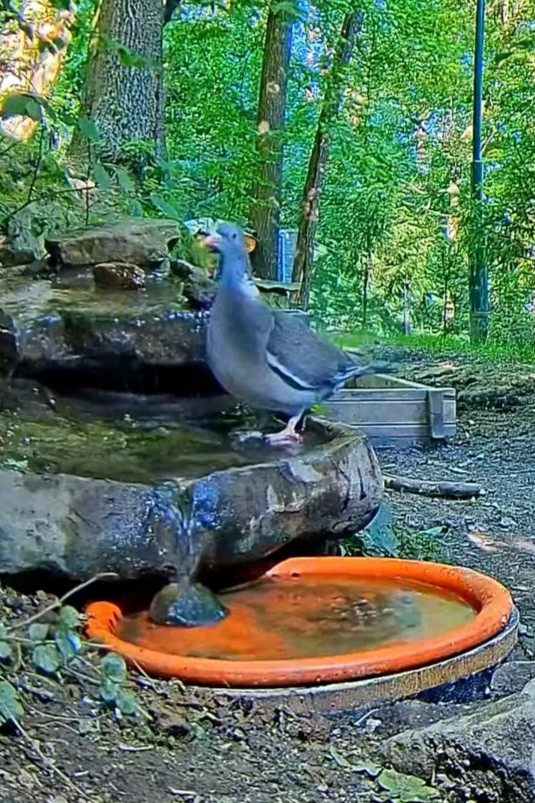 livebirdspoland_fb96f37ca3d6495b9d6795b9e6cc25e6.jpg