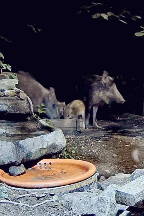 livebirdspoland_0b6d2bb09a03f9c143143733bf5c2aae.jpg