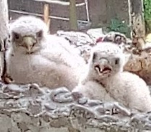 livebirdspoland_2150a1d1f72760c980eb6df60da548f2.jpg