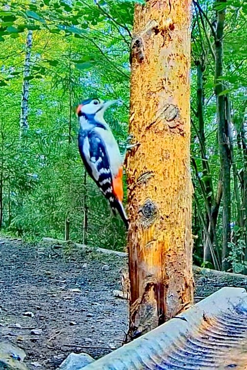 livebirdspoland_a56ada6a708b51938ce65a7a9399b3af.jpg