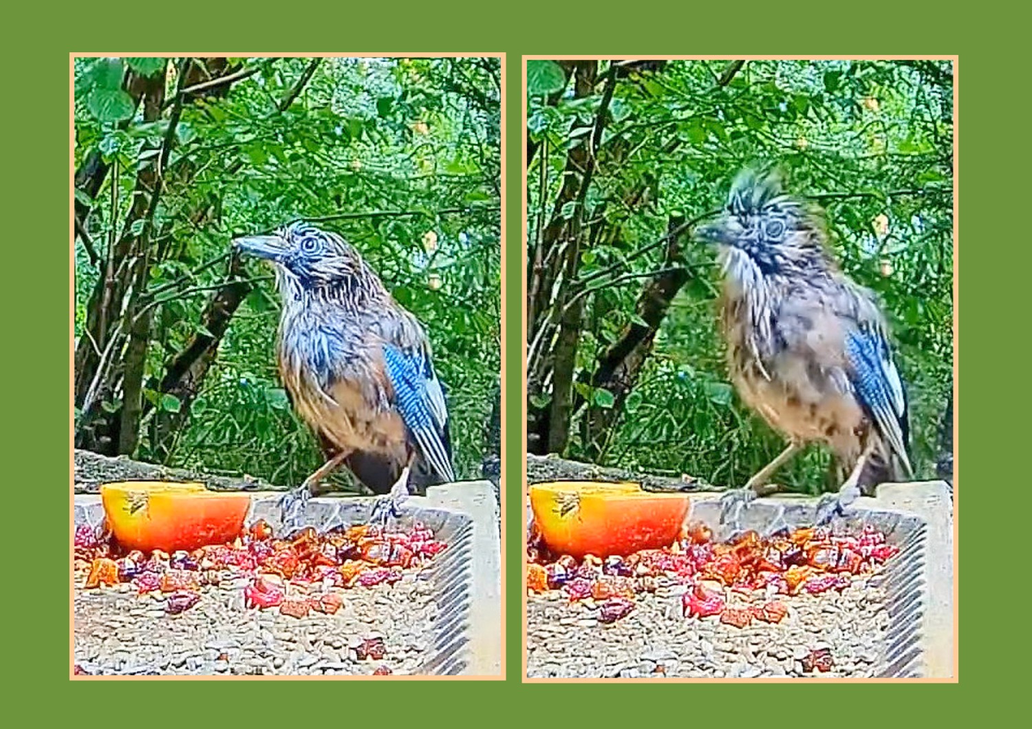 livebirdspoland_d506ca740e26424318cdbf22d64a71a5.jpg