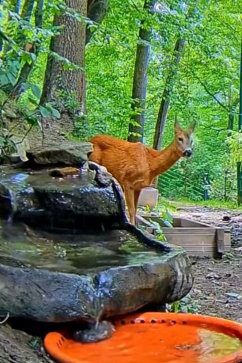 livebirdspoland_51304b008991551f80131569ce17ff51.jpg