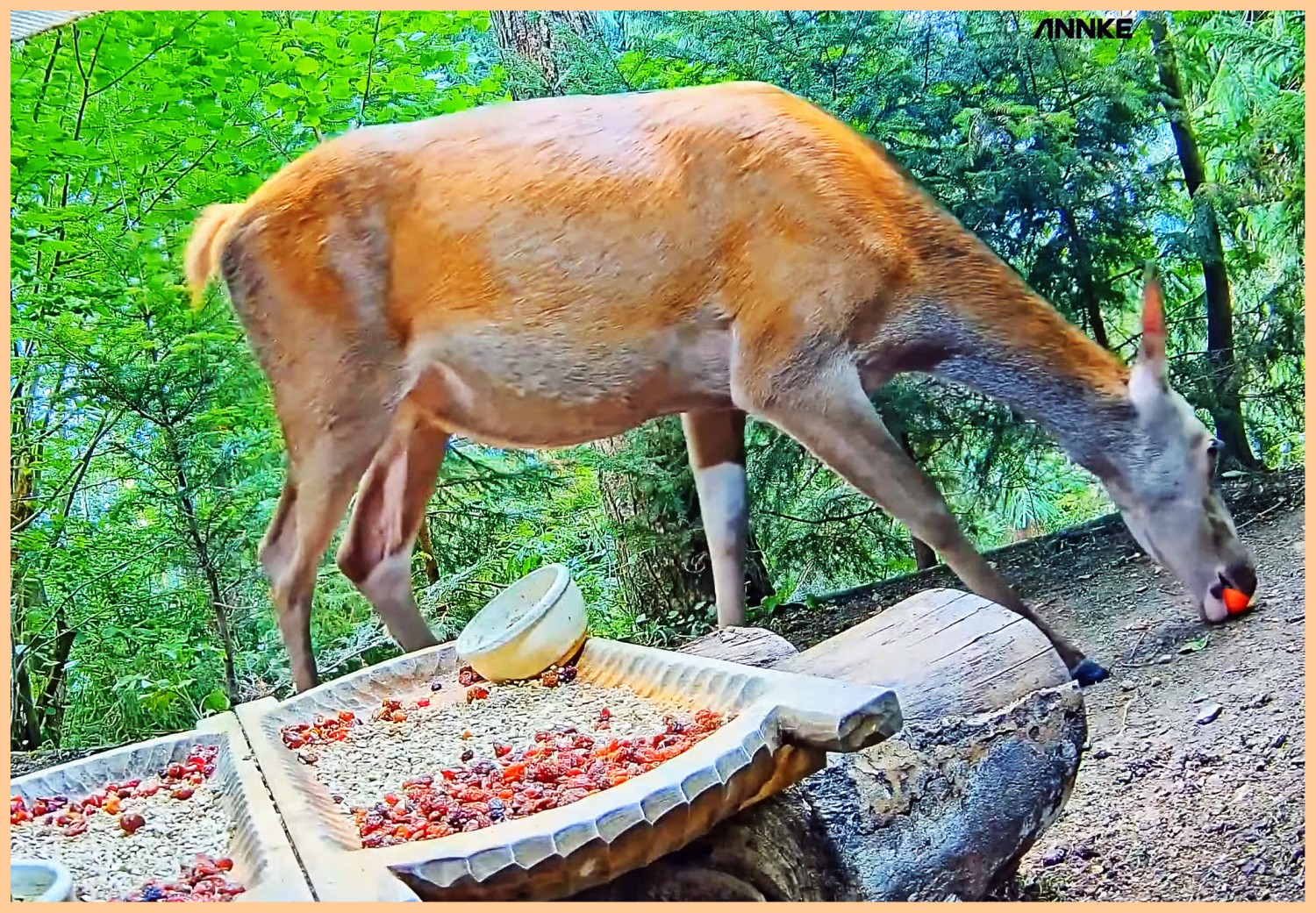 livebirdspoland_72543a93039d6f6b5e3ca53d49652721.jpg