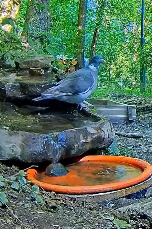 livebirdspoland_d889ed50e696234d57bd0ecd0514acae.jpg