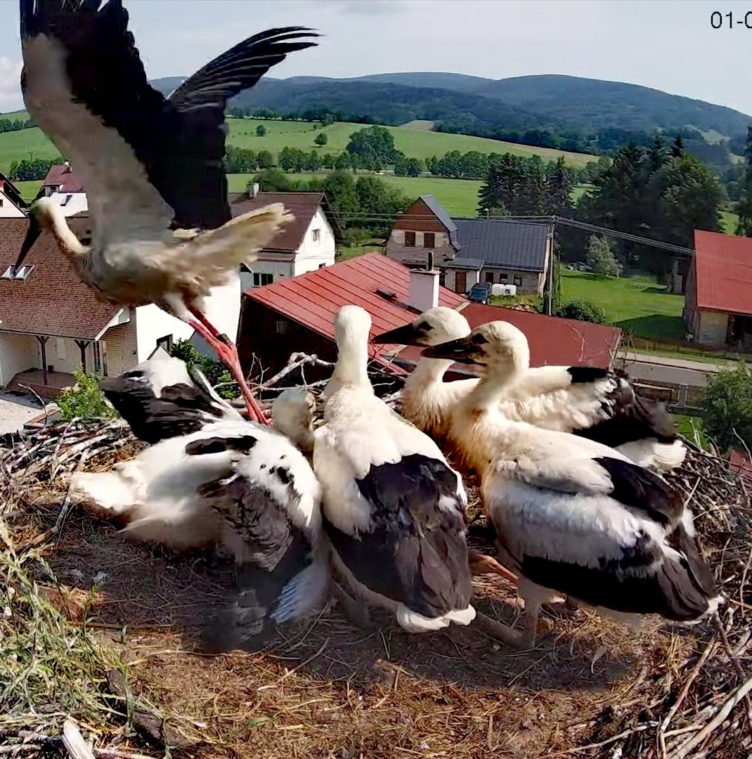 livebirdspoland_0f05145bf8fe7d66bf4ffaf22aac9d37.jpg