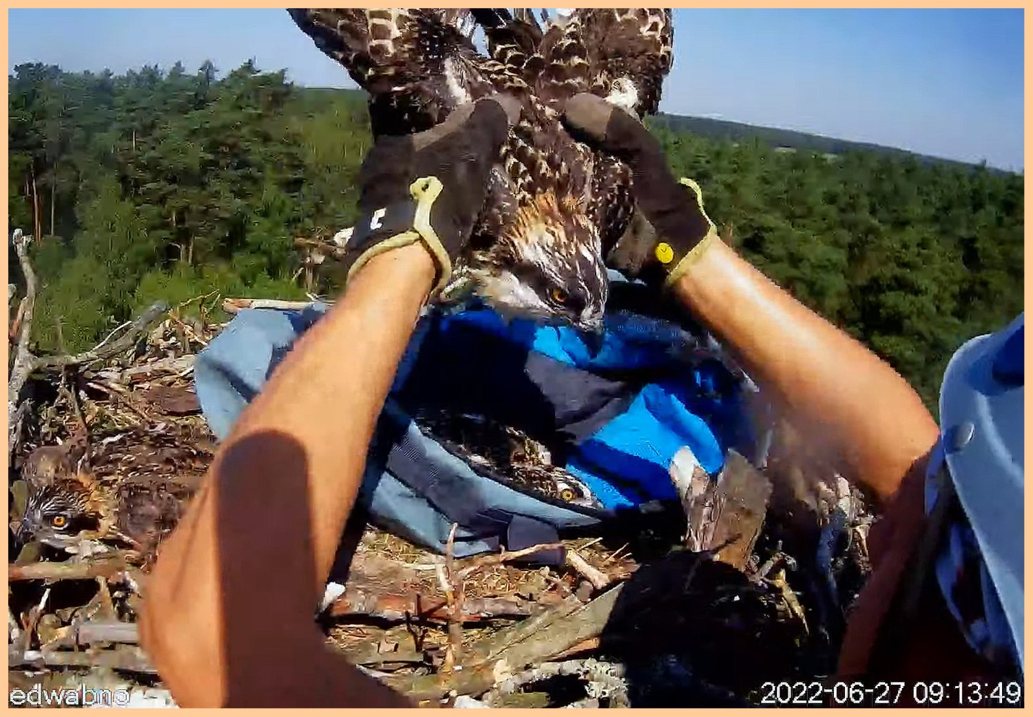 livebirdspoland_0c7490d0c12cb05188be1678f2793785.jpg