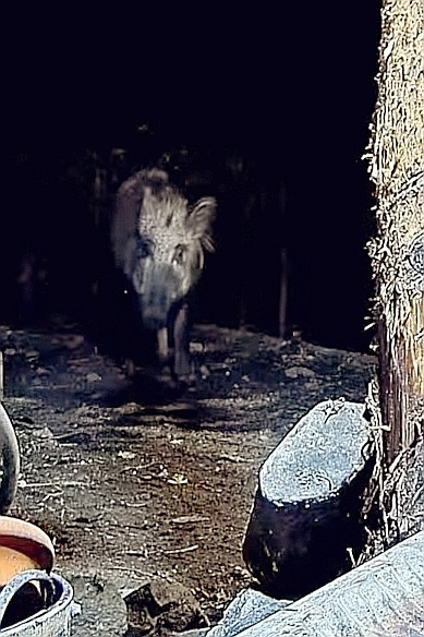 livebirdspoland_e5d584d486214dafe3a6217bbfc5ccea.jpg