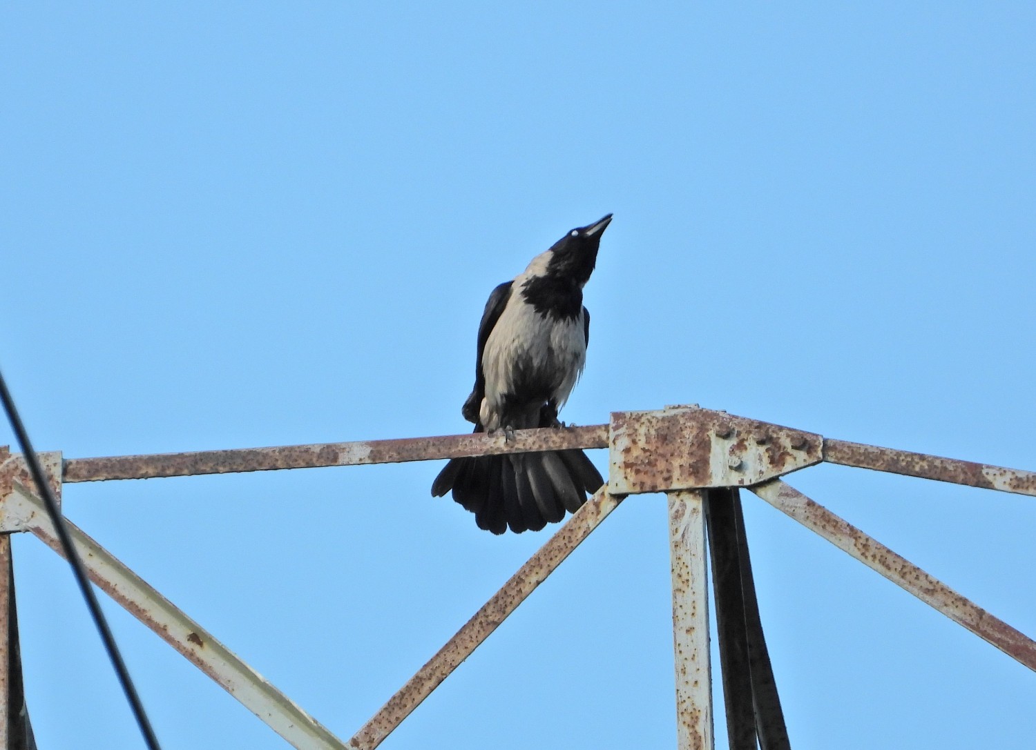 livebirdspoland_3cc018301ca3d86a3d88bb155b95dacd.jpg