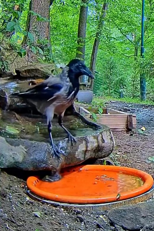 livebirdspoland_ff22b587a5827393d198754f54403a55.jpg