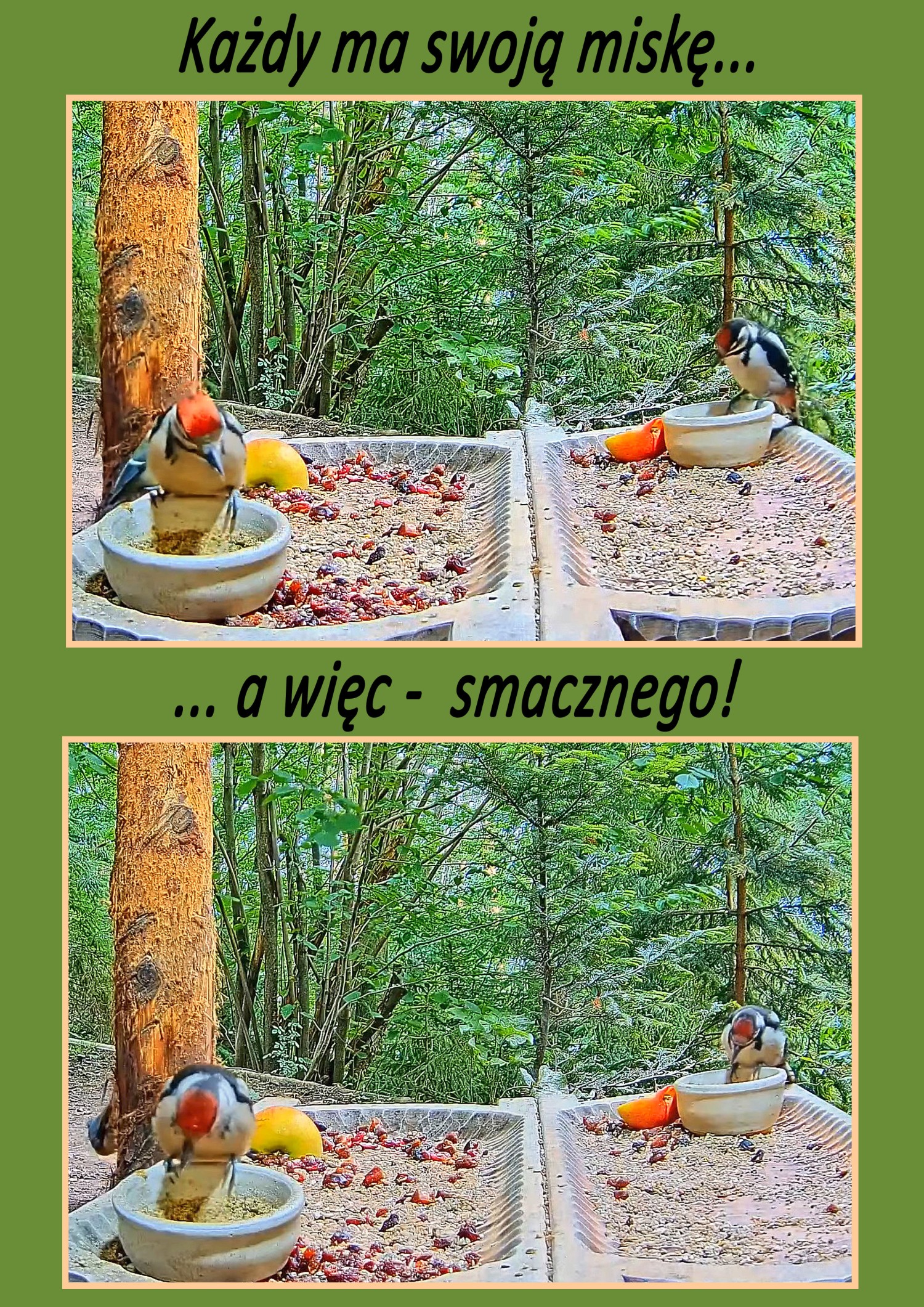 livebirdspoland_740b3910c0ccf5637fa9cab04ec67282.jpg