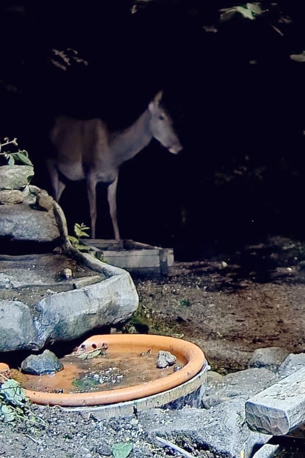 livebirdspoland_13b475e10907dc33a35f1b46f27aa182.jpg