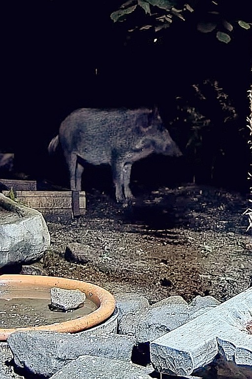 livebirdspoland_9a257d7b4897f09408a5256b327c92a3.jpg