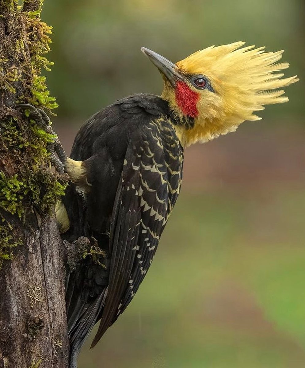 livebirdspoland_4f542ee1a7fc3ed8cbd02af2122f7f32.jpg