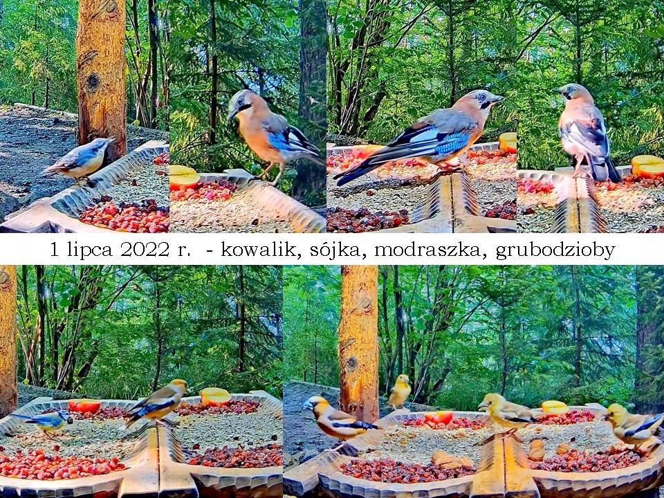 livebirdspoland_91991bce723a03e22c0392e674cd0a07.jpg