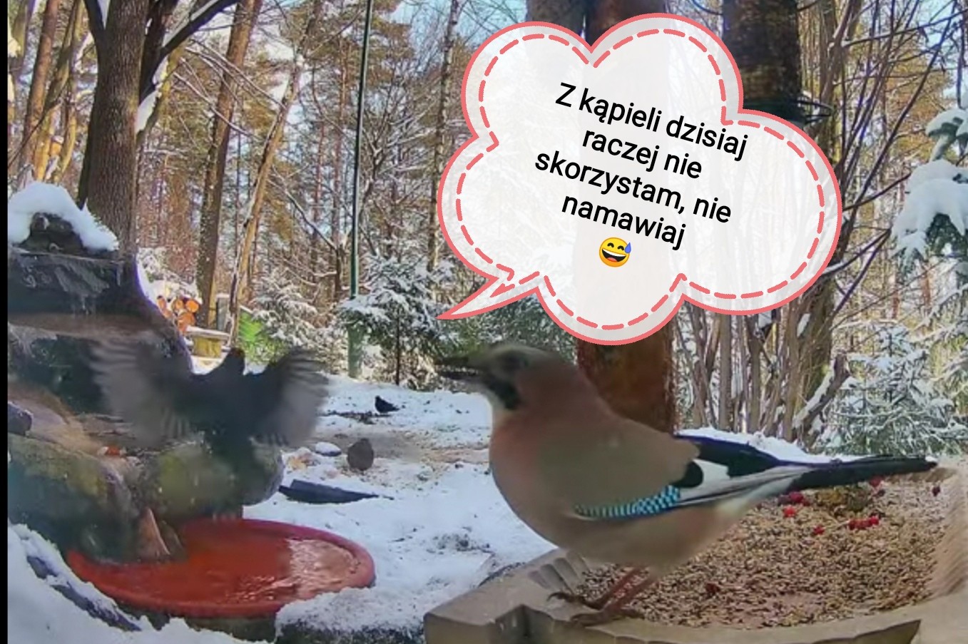 livebirdspoland_dad0460d47f3b12fd1daf7ccb811fa8b.jpg