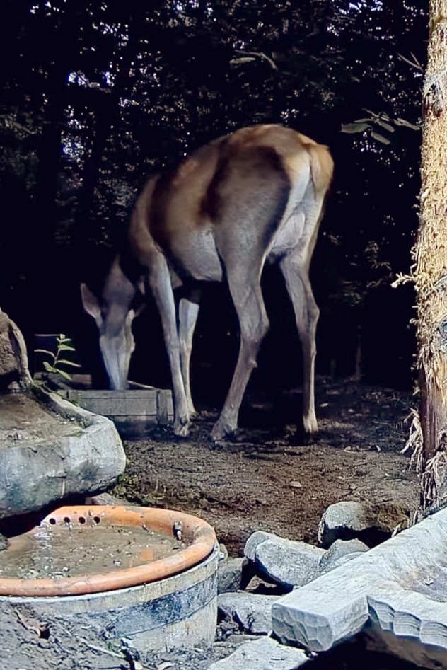 livebirdspoland_aa561c45bcb0448532737b29e1a1943b.jpg