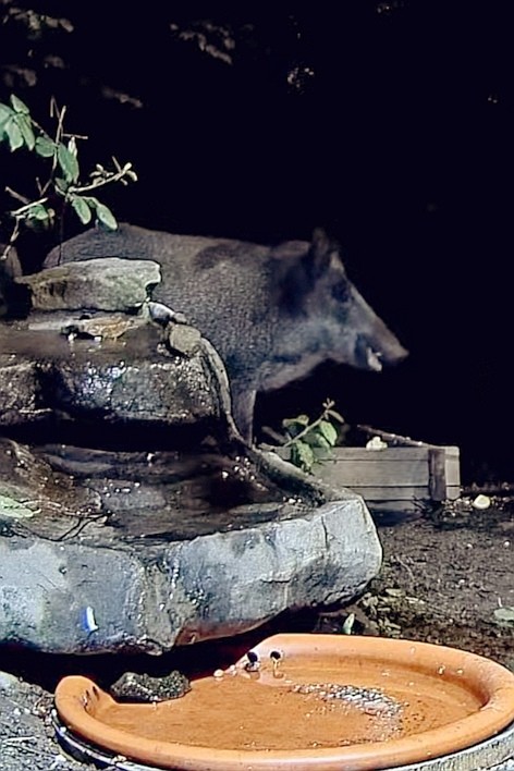 livebirdspoland_10ec05a66809533e14752b359efc633c.jpg