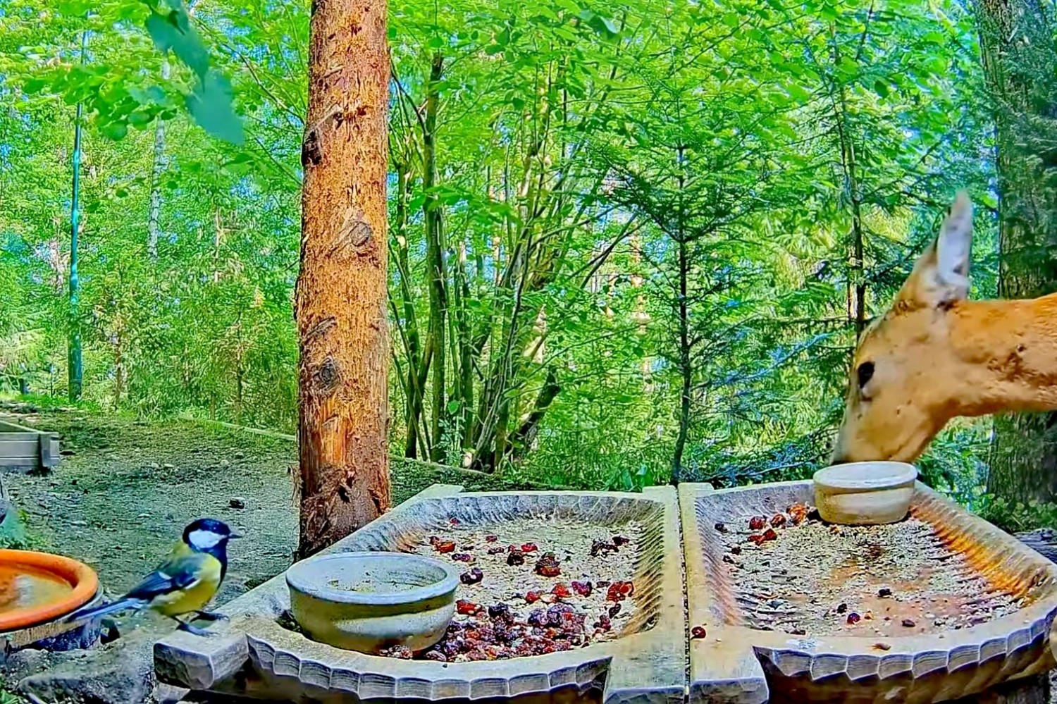 livebirdspoland_3a0f2809ef7444de8e7a859e378b5d27.jpg