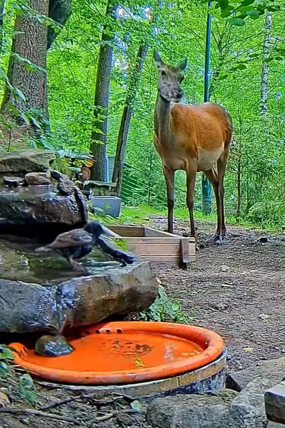 livebirdspoland_45b56b26e08860ea8c0a2605106461ef.jpg