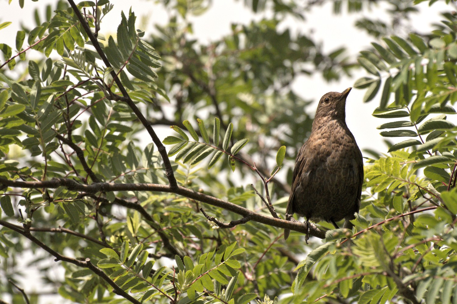 livebirdspoland_056a86a812adc8aef92bdfa0939e790f.jpg