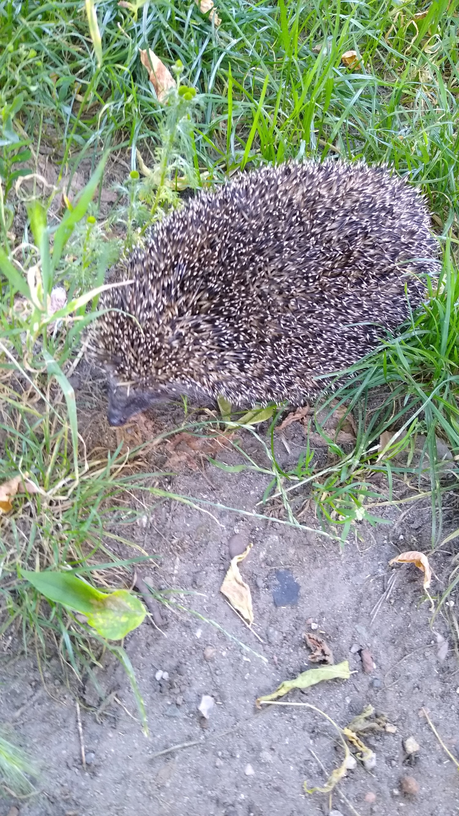 livebirdspoland_ccb6875f9313d502f168edb613c12579.jpg