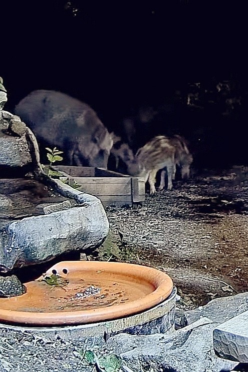livebirdspoland_f27aacd8183674ce59b18d2954b1c2c5.jpg