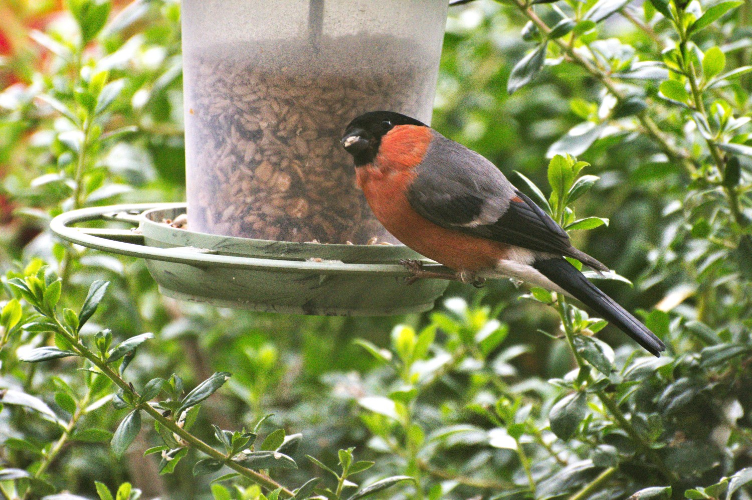 livebirdspoland_653a0360d795853d848698405afc8f5e.jpg