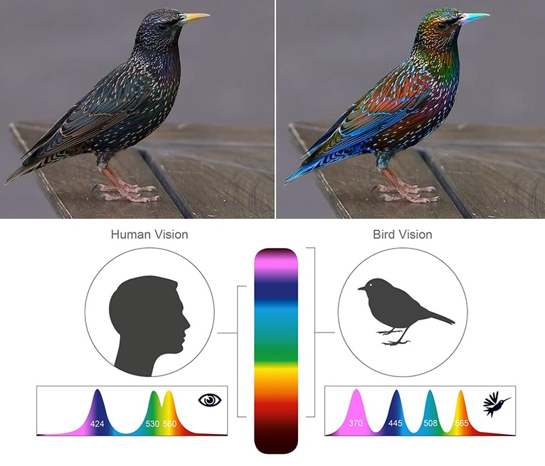 livebirdspoland_c26be76928618ceb04da12522ec90dd1.png