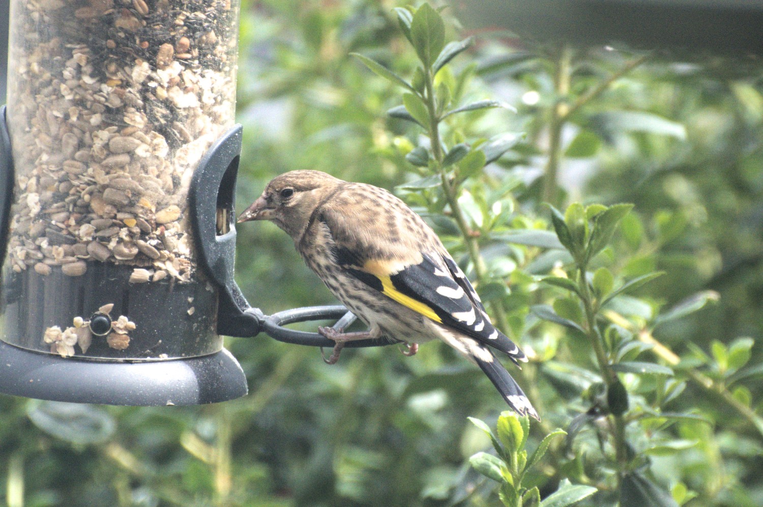livebirdspoland_738fd05aecf5ec5c05eafd0425d3b6a9.jpg