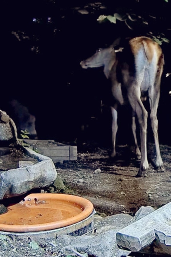 livebirdspoland_0aa5707579f13731b5c617e44c25e155.jpg
