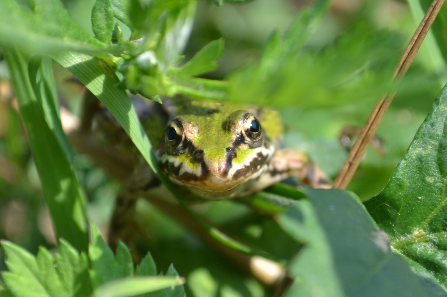livebirdspoland_3fa7e61443fd1cef26faa0292fc78f00.jpg