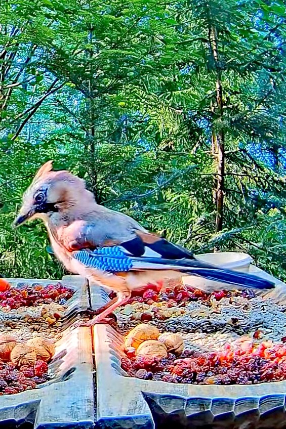 livebirdspoland_7806fa4f1e733727f68b0a457fec5ac5.jpg
