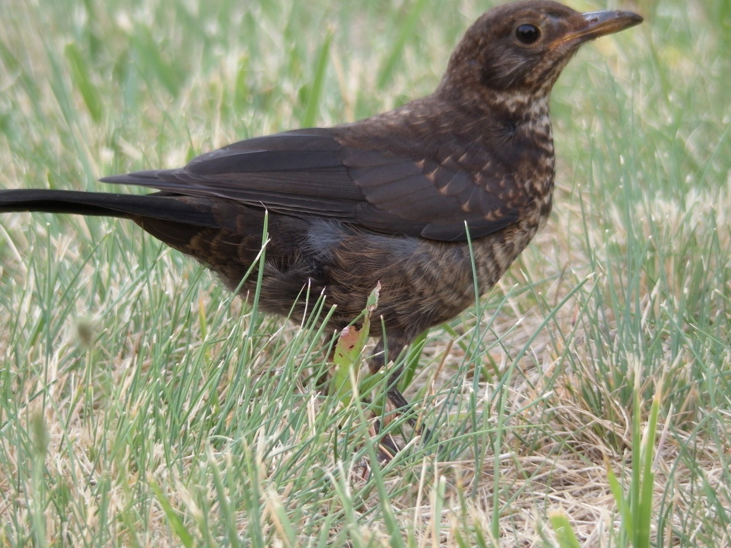 livebirdspoland_300b241ba3855baa729bd5eb4a61f7c8.jpg
