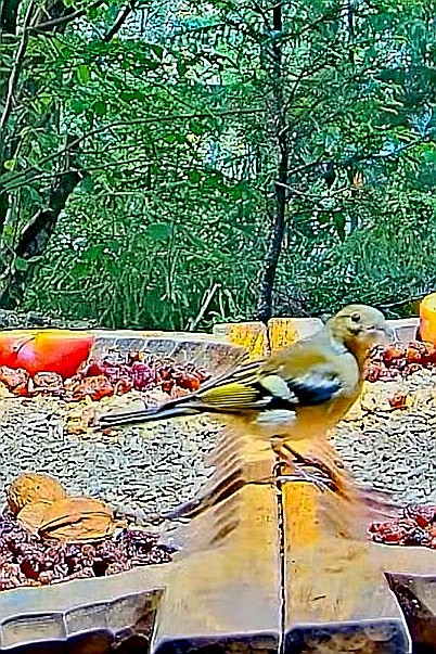 livebirdspoland_f5be810a7dec7bd905098d216365184c.jpg